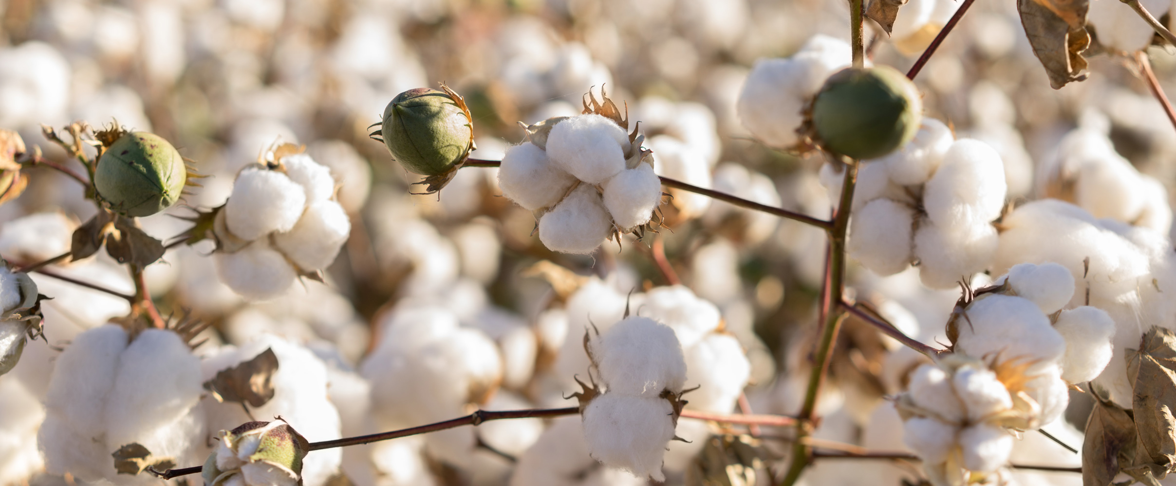 Povlečení z egyptské bavlny aneb tajemství bílého chomáčku