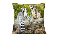 Lemur
