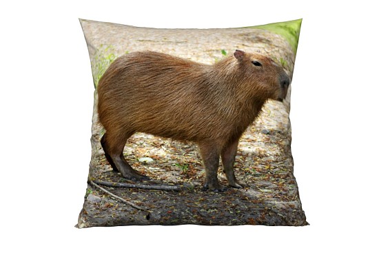 Dekorační polštářky Capybara