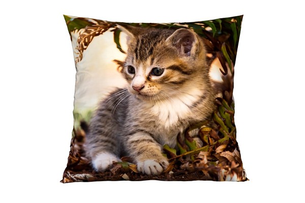 Kitten