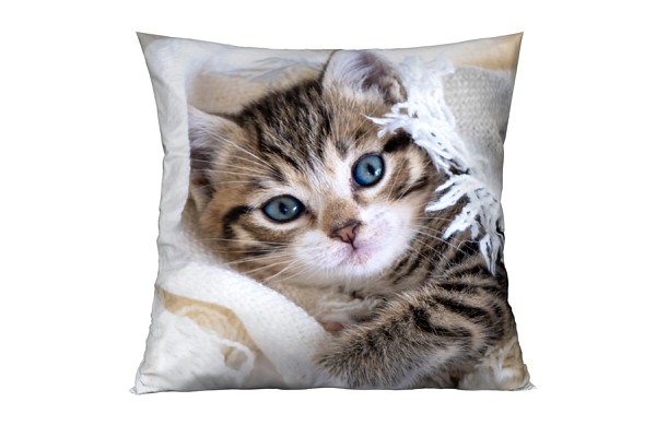 Kitty